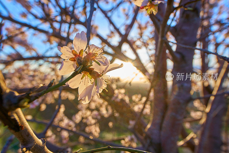 杏树在夕阳下开花