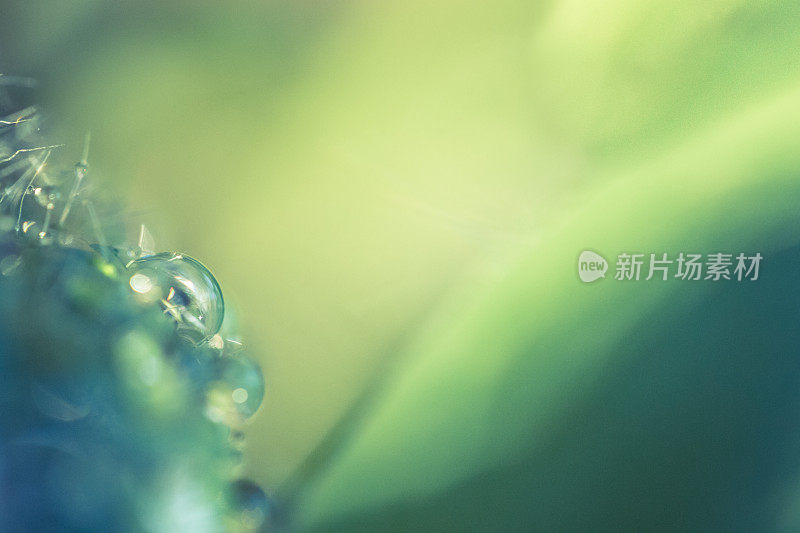 雨滴在绿色植物特写与复制的空间