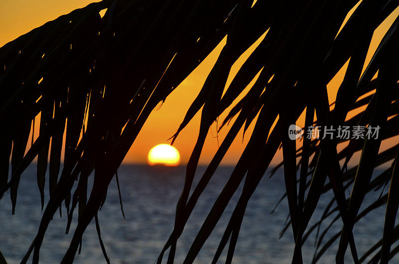 日落棕榈叶