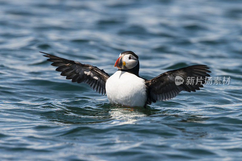 角嘴海雀