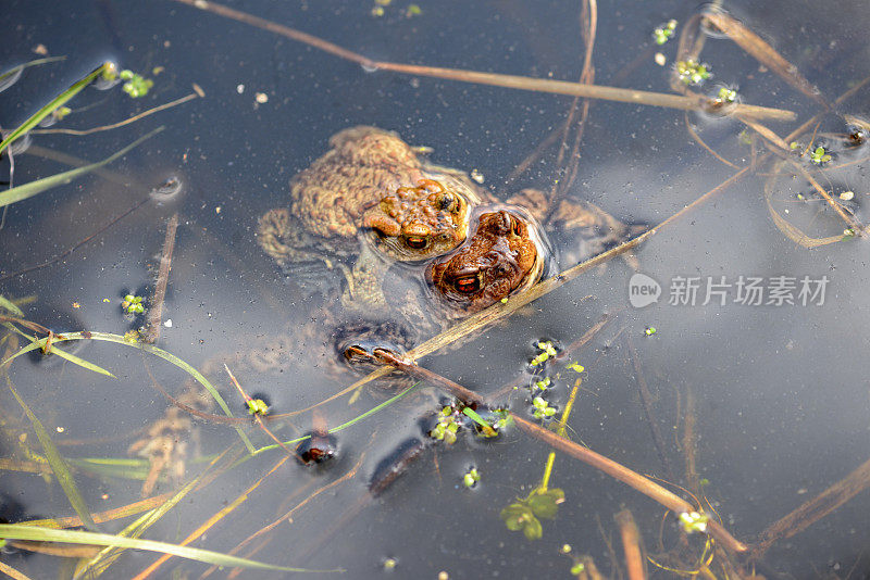 一对普通蟾蜍在春天在湖中交配