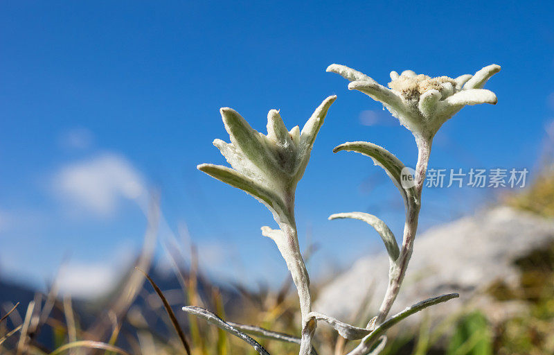 雪绒花花