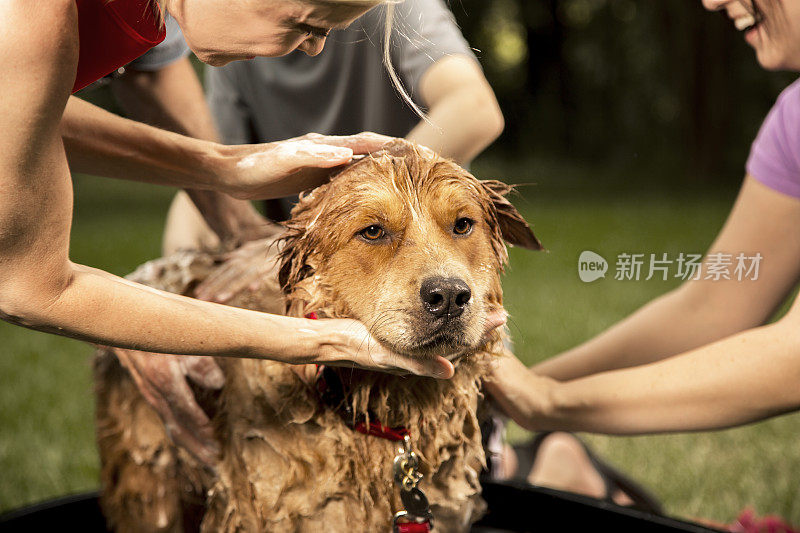 宠物:家人在后院给宠物狗洗澡。夏天洗澡。