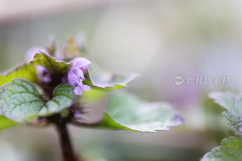 死荨麻在春天开花