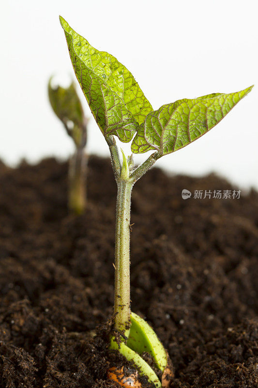 白色土壤中的豆苗