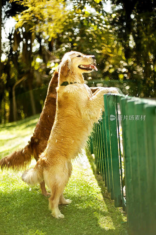 金毛猎犬