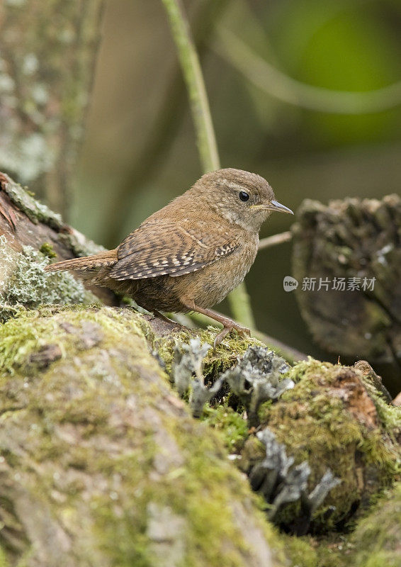 雷恩(Troglodytes-troglodytes)