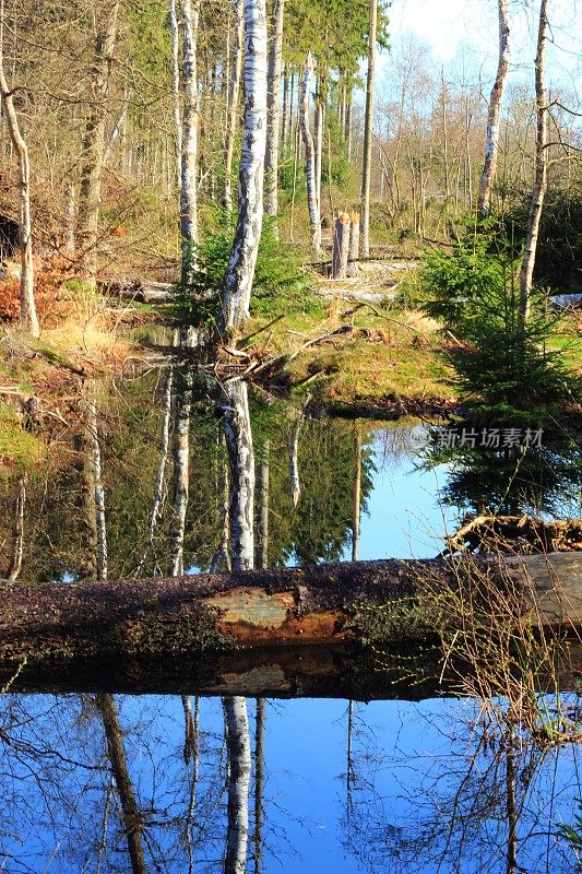 森林溪流具有镜面效果-美丽的大自然丹麦