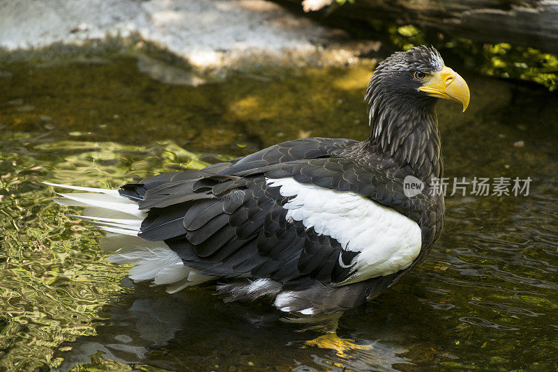 白尾海雕