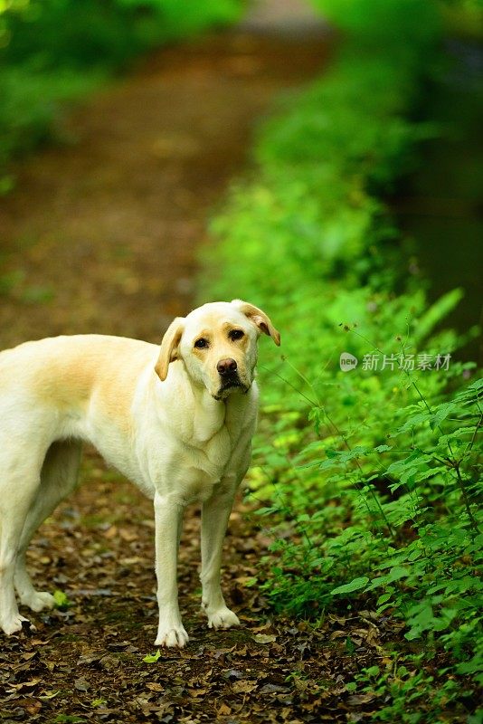 拉布拉多寻回犬