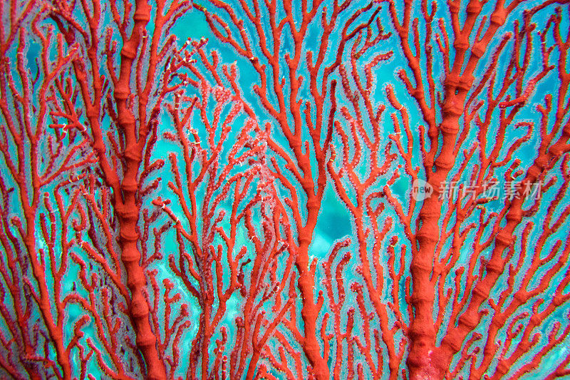 红色扇形珊瑚近处