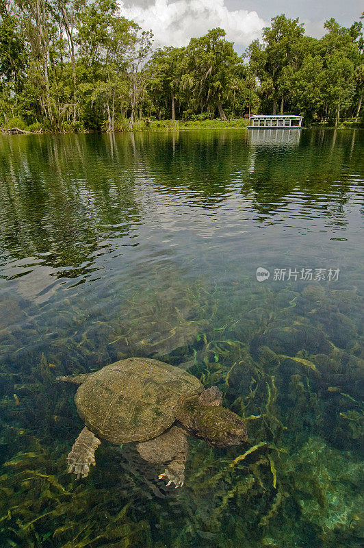 用玻璃底船在清澈的泉水中捕捉海龟