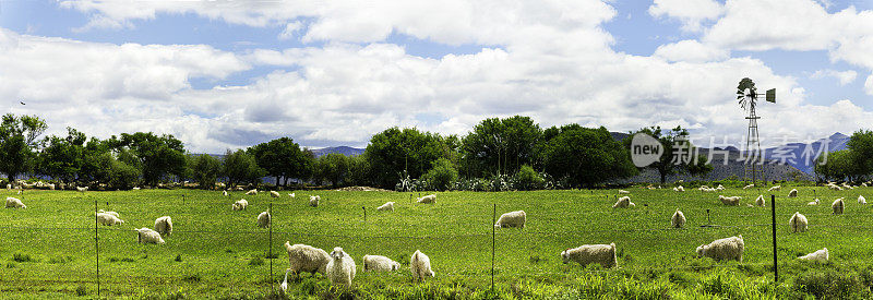 绵羊养殖全景图在克雷托克，东开普省
