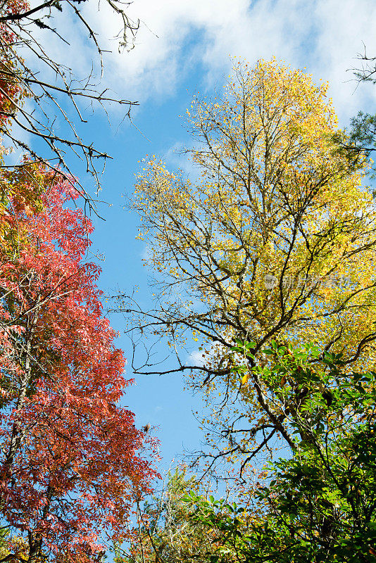 秋天的树树冠