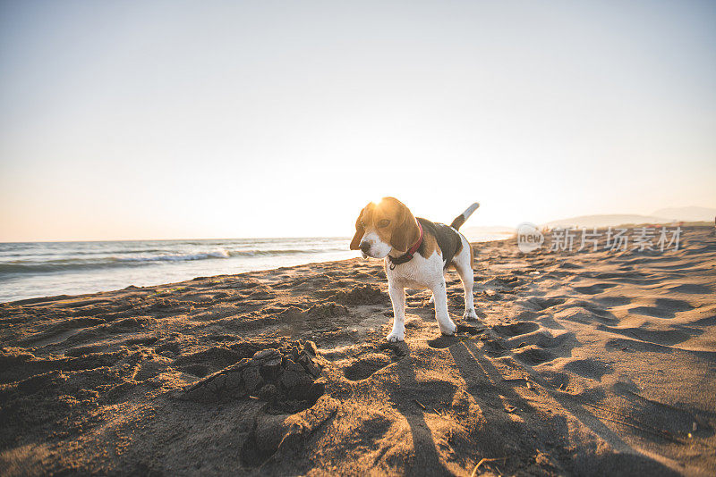 海滩上的小猎犬