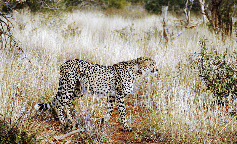 南非马迪克威，猎豹在它的自然栖息地行走