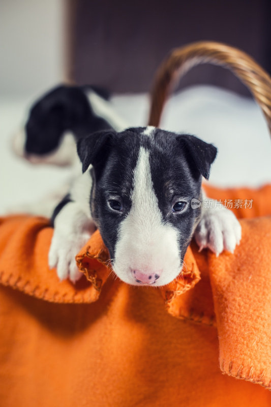 黑色和白色的斗牛梗幼犬