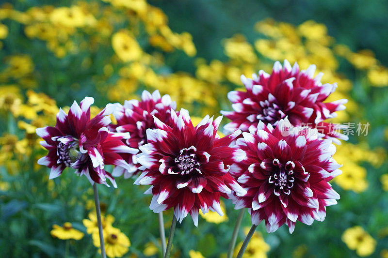 大丽和helenium