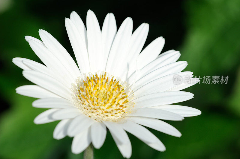 白色Osteospermum