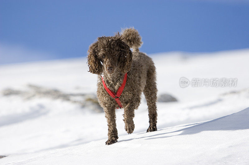 贵宾犬