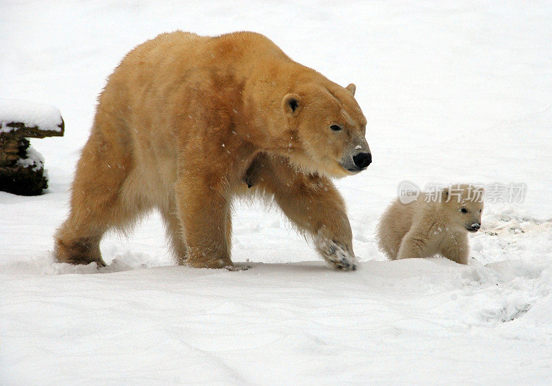 带着幼崽走路的北极熊
