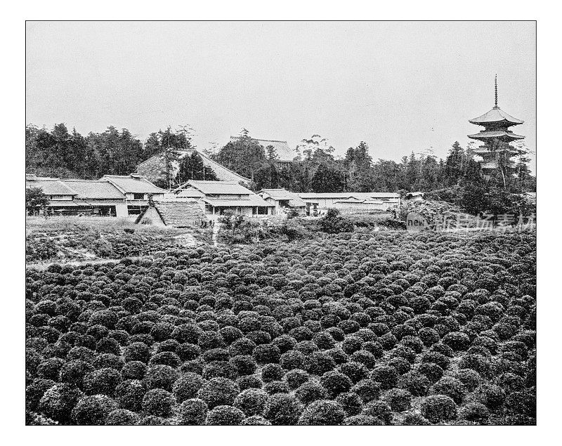 茶园的古董照片(中国，19世纪)
