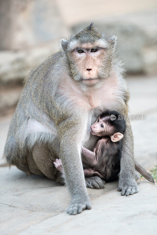 柬埔寨吴哥窟，狒狒妈妈在喂她的宝宝