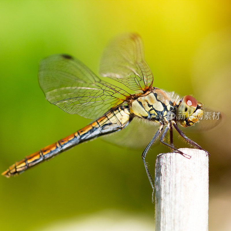 美丽多彩的蜻蜓在干竹竿上休息在夏天的宏观拍摄