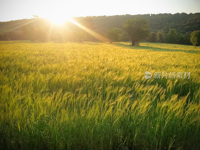 麦田