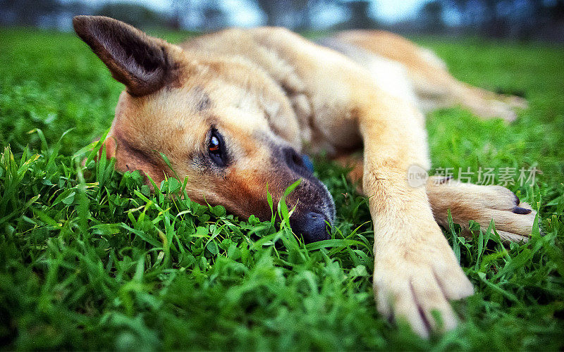 一条德国牧羊犬躺在草地上