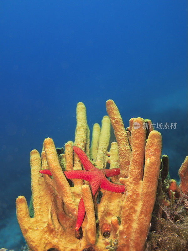 海底的黄色海绵和红色海星