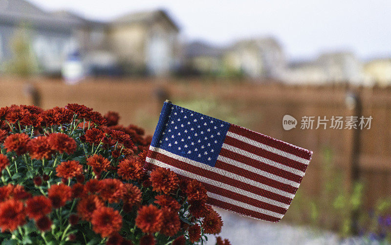 花园种植菊花和美国国旗为美国节日