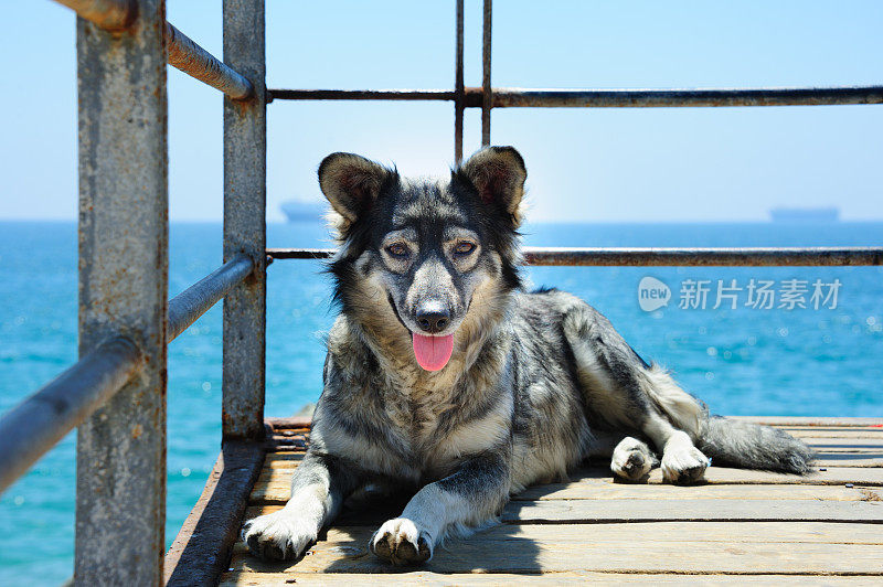 海滩人行道上的流浪狗