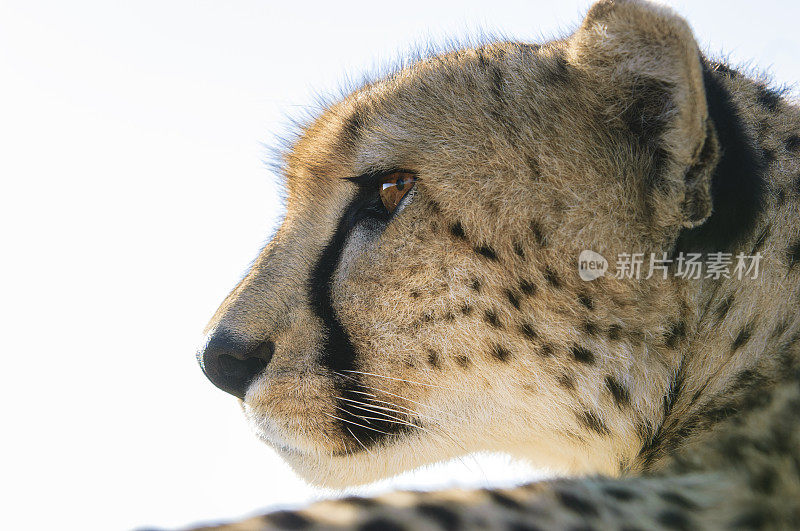 野生猎豹坐在Safari车顶的特写