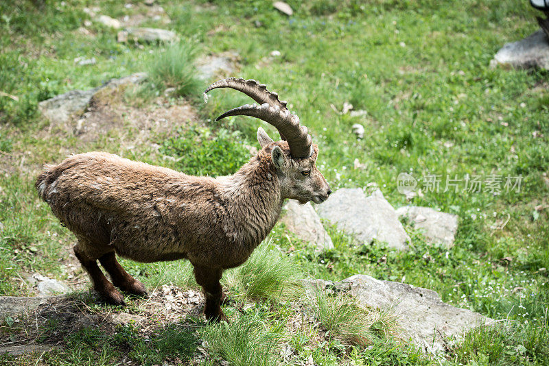 野生动物意大利阿尔卑斯山:阿尔卑斯野山羊(卡普拉野山羊)，施泰因博克或花束