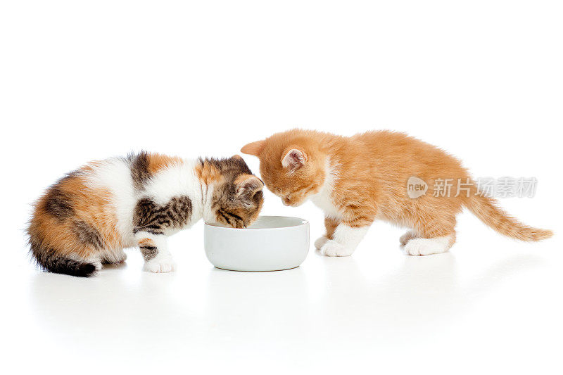 两只苏格兰小猫舔着碗里的牛奶