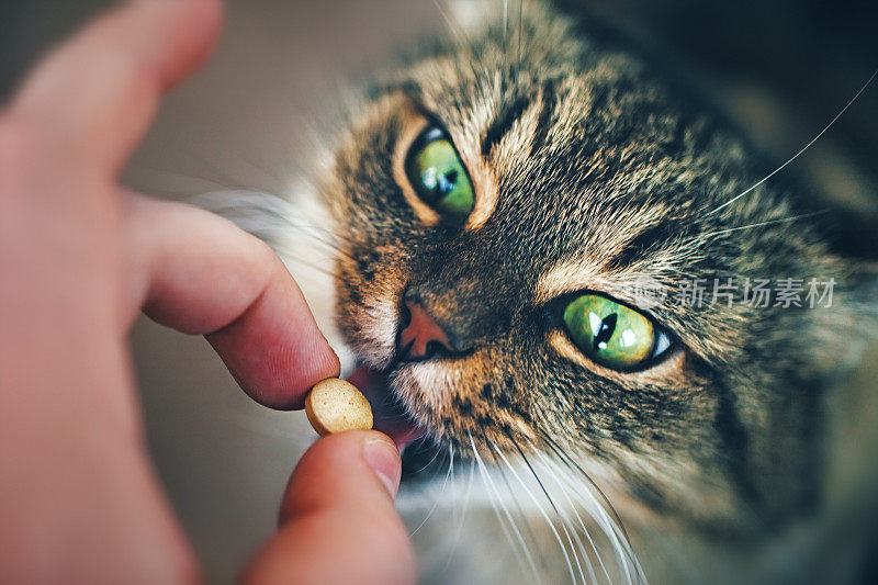 猫吃药丸