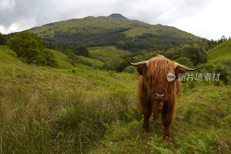 苏格兰高地牛