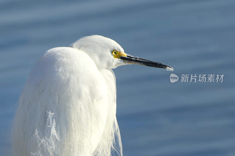 特写雪鹭