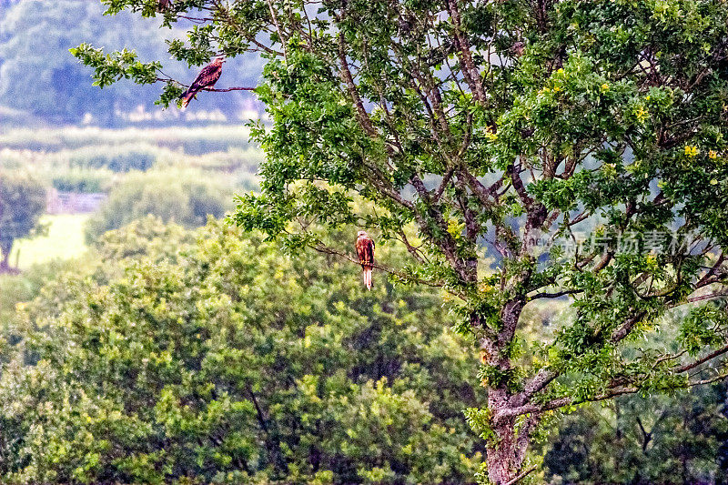 两只红色的风筝栖息在树上