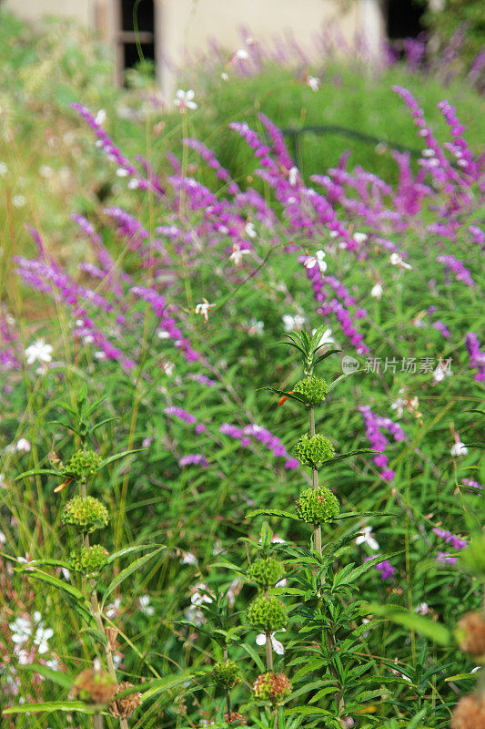 草堂花园，夏末种植花卉