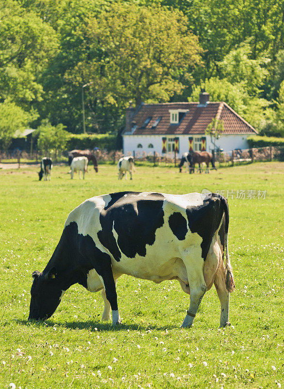 荷兰农场里的典型荷兰牛