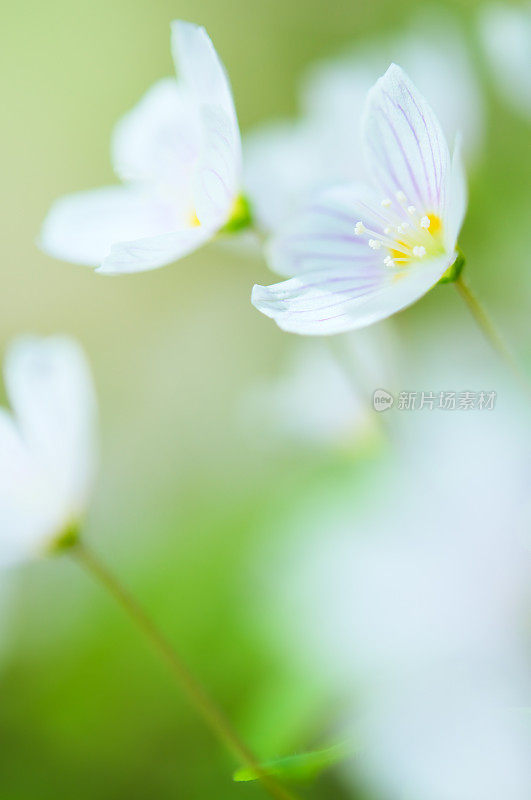 木酢浆草属的花