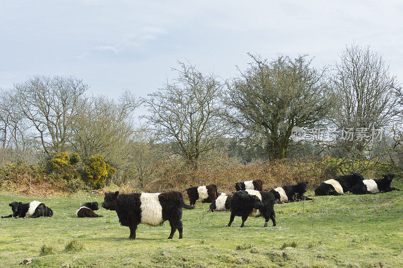 一群系着腰带的加洛韦牛的苏格兰乡村景象