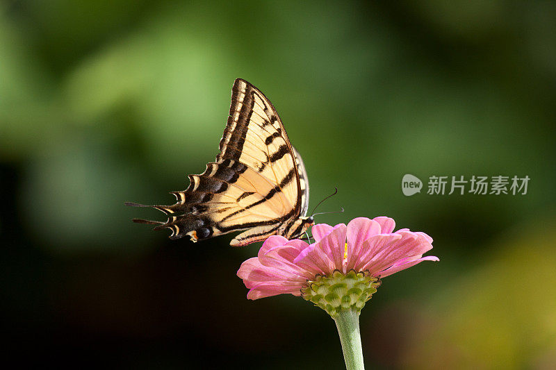 百日草上的燕尾蝶