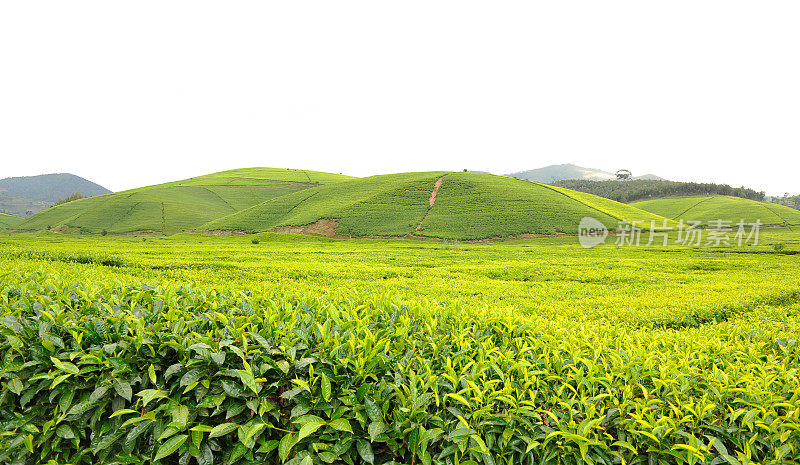 卢旺达:马塔茶园