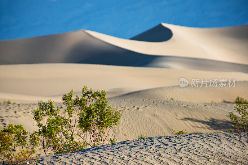 死亡谷的沙丘绿意盎然