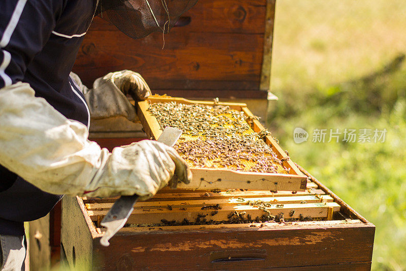 蜂巢里有蜜蜂和蜂蜜