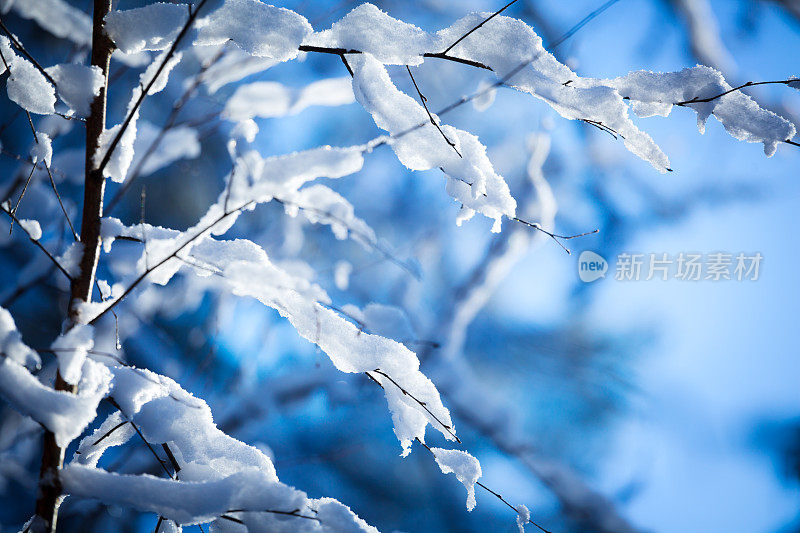 寒冷，冬天的自然背景-树枝上的雪