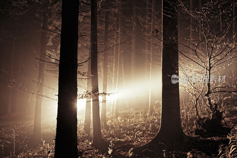 阴森雾蒙蒙的森林背光图像